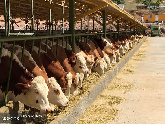 توسعه نژاد گاو سیمنتال مشکلات عرضه شیر و گوشت را برطرف می کند
