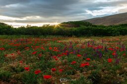 عکسی زیبا از بهار خوانسار
