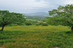 عکس/ طبیعت زیبای روستای قلعه‌گاه روانسر
