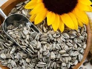 ممنوعیت واردات دانه روغنی آفتابگردان