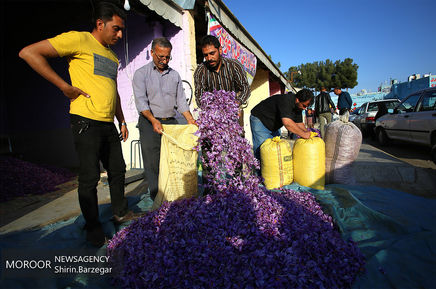 برداشت زعفران در شهرستان های تربت حیدریه و زاوه