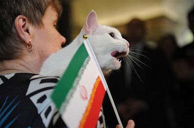 پیش بینی گربه پیشگو روسی از بازی امروز ایران و مراکش