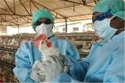 بیماری آنفلوانزای پرندگان در 3 شهرستان مثبت اعلام شد