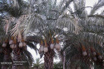 کاروان سلامت هلال احمر در مناطق محروم سیستان و بلوچستان