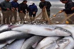 دام‌های سیاه در کمین ماهیان سفید گیلان