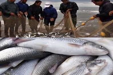 دام‌های سیاه در کمین ماهیان سفید گیلان