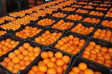 ستاد تنظیم بازار قیمت پرتقال ترکیه‌ای را 400 تومان بالا برد