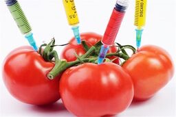 سلامت فراورده های تراریخته به تصویب نرسیده است/وزارت بهداشت متولی پیگیری تحقیقاتی روی محصولات تراریخته است