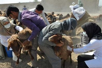 صدور 10 هزار مجوز بهداشتی صادرات دام در شش ماهه سال 95/آغاز فاز دوم واکسیناسیون علیه تب برفکی