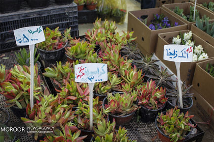 بازار گل شهید محلاتی