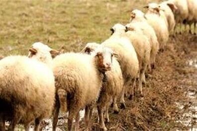 اصلاح نژاد دام مهربان با تلقیح مصنوعی در ملایر
