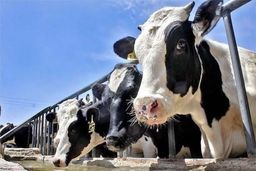 تعداد راس گاو و گوساله دامداری‌های کشور در بهمن 98 اعلام شد