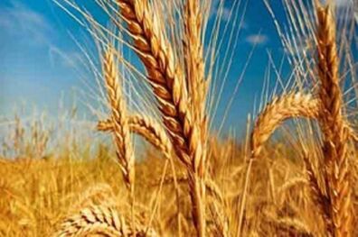 آغاز به کار رسمی انجمن تأمین ‌کنندگان غلات کشور 