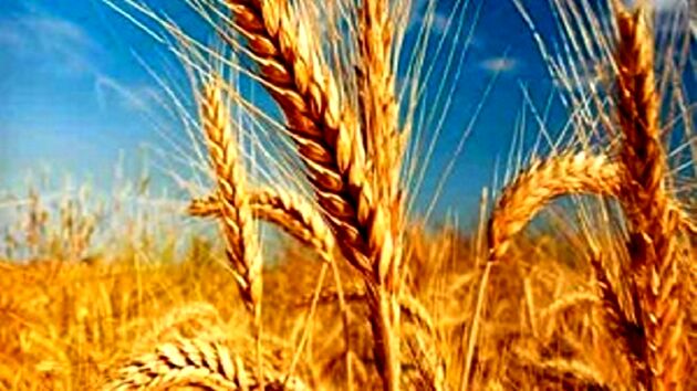 آغاز به کار رسمی انجمن تأمین ‌کنندگان غلات کشور 