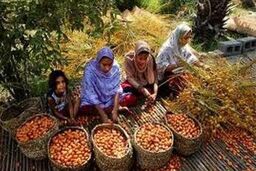 محصول نخلستانهای بندرعباس به بازار عرضه شد