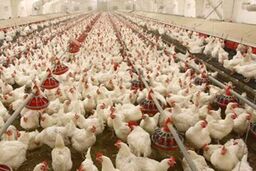 نرخ جدید مرغ و انواع مشتقات آن/افزایش 850 تومانی قیمت طی یک هفته