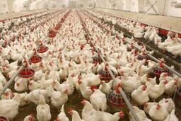 نرخ جدید مرغ و انواع مشتقات آن/افزایش 850 تومانی قیمت طی یک هفته