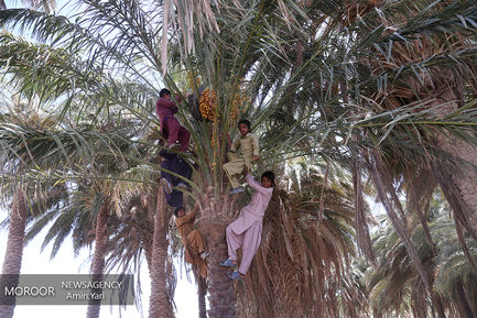 کاروان سلامت هلال احمر در مناطق محروم سیستان و بلوچستان