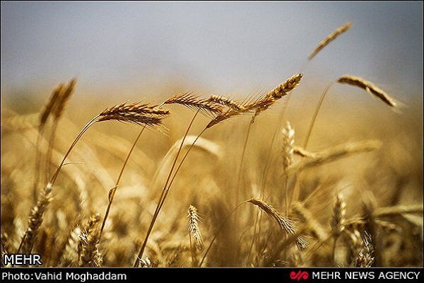 ۱۰هزار تن گندم مازاد برنیاز کشاوزان در بیجار خریداری شد