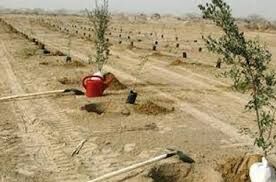 300هکتار از مسیر جاده بستان به چذابه نهالکاری می‌شود