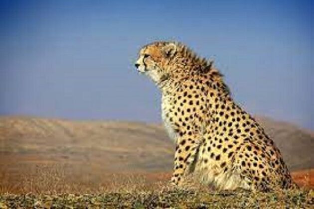 ایران مشکلی برای بارداری مجدد ندارد
