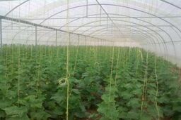 تکذیب شایعه سرطان‌زایی محصولات گلخانه‌ای در کشور