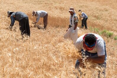  10 هزار میلیارد ریال اوراق مرابحه گندم توسط بانک کشاورزی فروخته شد