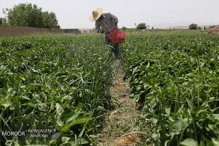 درآمدهای داغ - کشاورزی