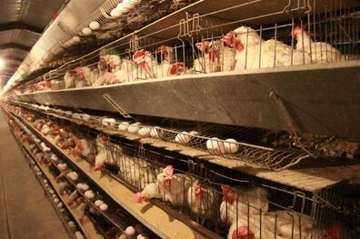 تخم مرغ و مرغ ارزان شد/آنفلوانزای حاد پرندگان در مرغداری های گوشتی رویت نشده است