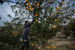 سمپاشی با بالشک مرکبات جدی گرفته شود