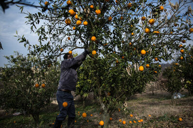 سمپاشی با بالشک مرکبات جدی گرفته شود