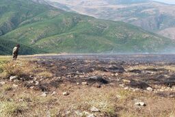 وقوع 3 حریق در مراتع کجور/ عملیات اطفا ادامه دارد