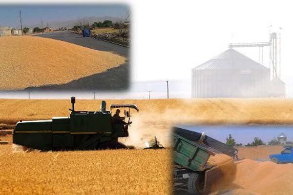 مراکز خرید گندم افزایش می یابد/ کشت دوم 95 هزار هکتار شالیزار