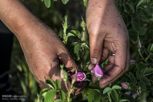 آذربایجان غربی با گل محمدی عطرآگین شد