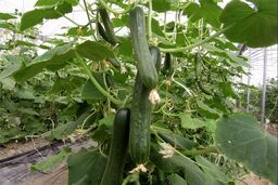 این افراد از خوردن خیار پرهیز کنند
