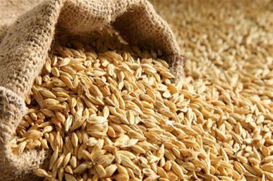 دولت باید قیمت خرید تضمینی گندم را افزایش دهد