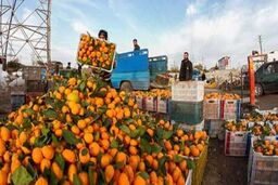 قصه پرغصه باغداران مازندران تمامی ندارد/طرح خرید مرکبات نیاز به بازبینی دارد