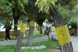 عامل افزایش مگس سفید در سطح تهران