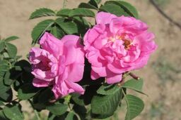 گونه های برتر گل محمدی در خراسان جنوبی مورد بررسی قرار گرفت