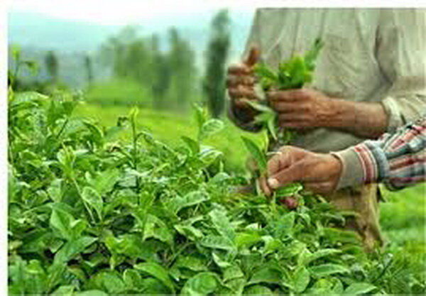 پرداخت 107 میلیارد تومان از بهای برگ سبز چای به کشاورزان