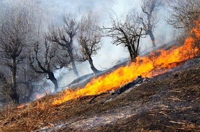 جنگل‌های مریوان برای سومین روز متوالی در آتش می سوزند
