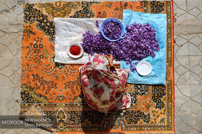 برداشت زعفران در شهرستان های تربت حیدریه و زاوه