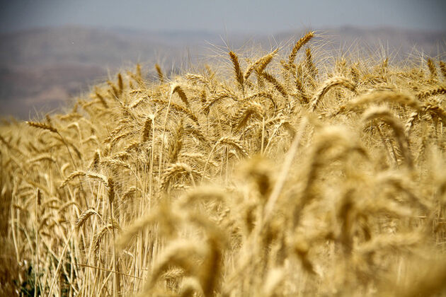کمبود فضای ذخیره گندم مشکل اساسی کردستان در سال گذشته بود