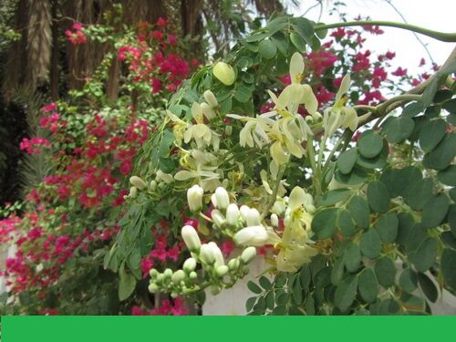 شرایط واردات بذر مورینگا از آمریکا اعلام شد