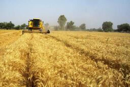 طلب  گندمکاران مازندرانی هفته آینده پرداخت می شود