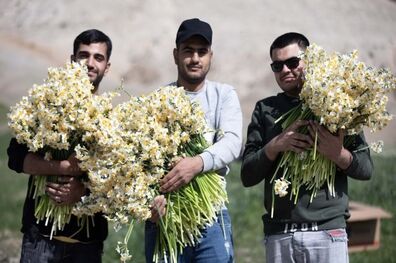 عکس/ برداشت گل نرگس
