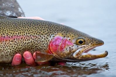 قیمت انواع ماهی اعلام شد