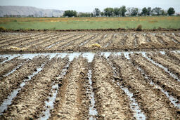 تأکید استاندار یزد بر ضرورت مدیریت مصرف آب کشاورزی