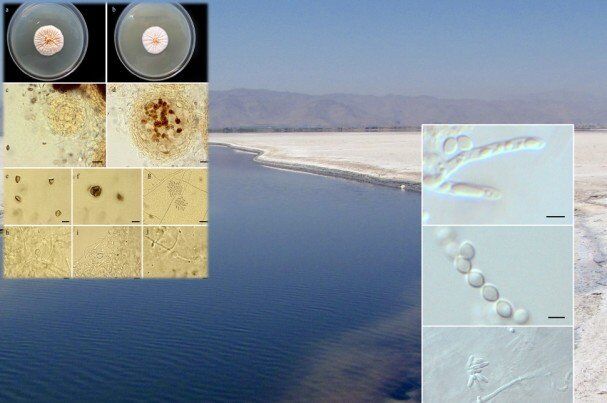  دو گونه قارچ جدید در دریاچه ارومیه کشف شد