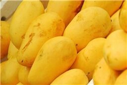 ایران از هند انبه وارد می‌کند/بازرسان ایرانی طی چند روز آینده به هند اعزام می‌شوند